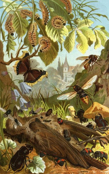 Die Insekten, Tausendfussler und Spinnen 03  by Alfred Edmund Brehm - Hand-Painted Oil Painting Reproduction
