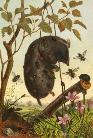 Die Insekten, Tausendfussler und Spinnen 04 by Alfred Edmund Brehm Oil Painting