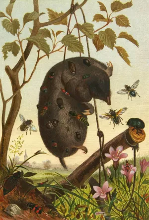 Die Insekten, Tausendfussler und Spinnen 04 by Alfred Edmund Brehm Oil Painting