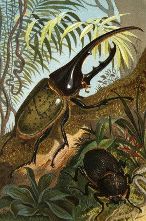 Die Insekten, Tausendfussler und Spinnen 06 by Alfred Edmund Brehm Oil Painting