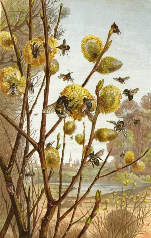 Die Insekten, Tausendfussler und Spinnen 07 by Alfred Edmund Brehm Oil Painting