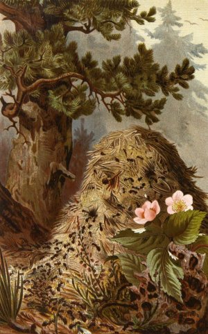 Die Insekten, Tausendfussler und Spinnen 09 by Alfred Edmund Brehm Oil Painting