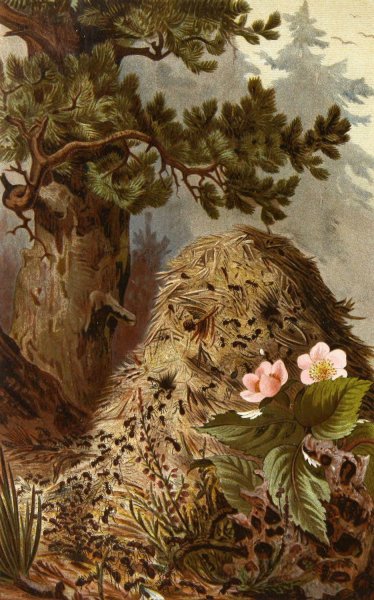Die Insekten, Tausendfussler und Spinnen 09  by Alfred Edmund Brehm - Hand-Painted Oil Painting Reproduction