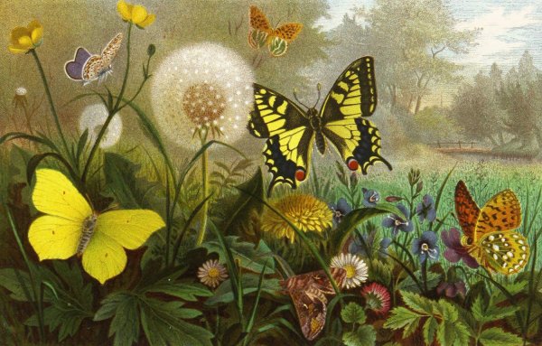 Die Insekten, Tausendfussler und Spinnen 10  by Alfred Edmund Brehm - Hand-Painted Oil Painting Reproduction