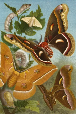 Die Insekten, Tausendfussler und Spinnen 11 Oil painting by Alfred Edmund Brehm
