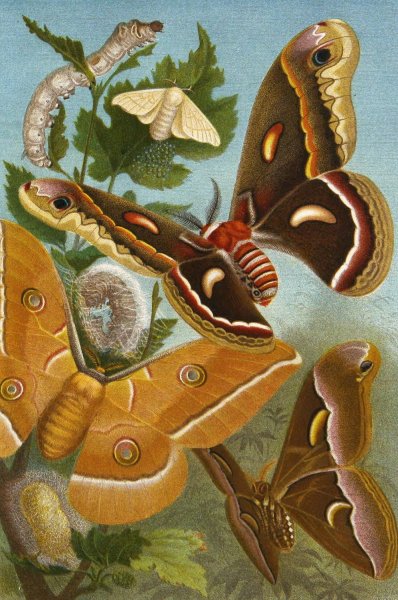Die Insekten, Tausendfussler und Spinnen 11  by Alfred Edmund Brehm - Hand-Painted Oil Painting Reproduction