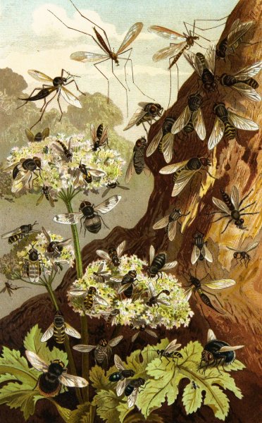 Die Insekten, Tausendfussler und Spinnen 13  by Alfred Edmund Brehm - Hand-Painted Oil Painting Reproduction