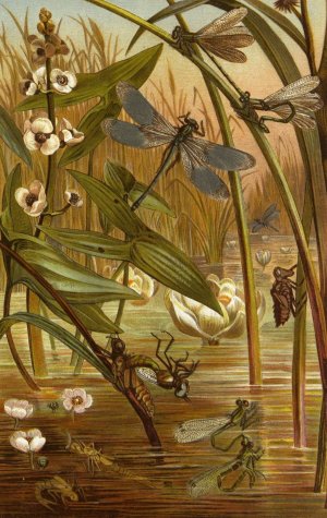 Die Insekten, Tausendfussler und Spinnen 15 by Alfred Edmund Brehm Oil Painting
