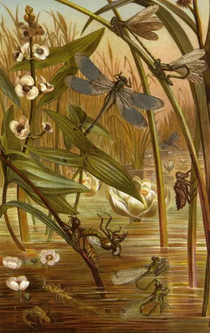 Die Insekten, Tausendfussler und Spinnen 15 by Alfred Edmund Brehm Oil Painting