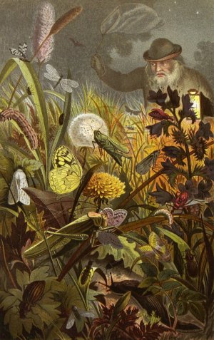 Die Insekten, Tausendfussler und Spinnen 18 by Alfred Edmund Brehm Oil Painting
