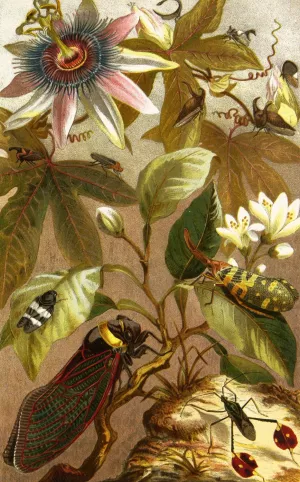 Die Insekten, Tausendfussler und Spinnen 19 by Alfred Edmund Brehm Oil Painting