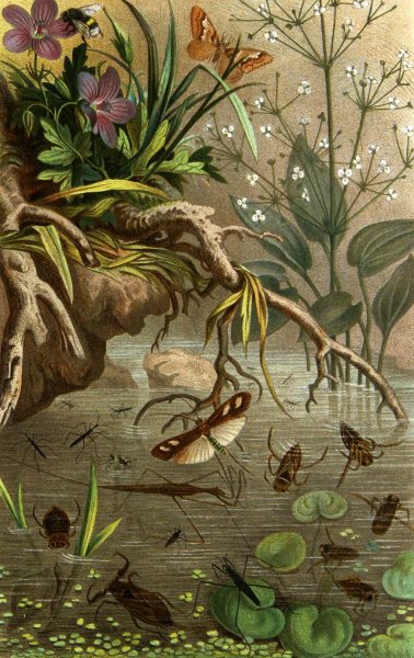 Die Insekten, Tausendfussler und Spinnen 20  by Alfred Edmund Brehm - Hand-Painted Oil Painting Reproduction