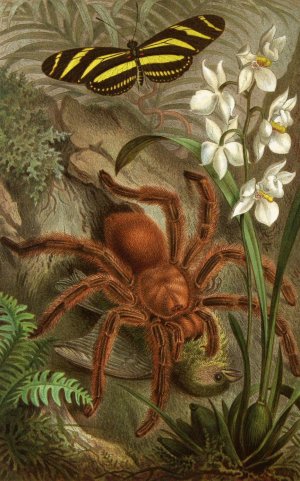 Die Insekten, Tausendfussler und Spinnen 21 by Alfred Edmund Brehm Oil Painting
