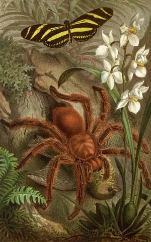 Die Insekten, Tausendfussler und Spinnen 21 by Alfred Edmund Brehm Oil Painting