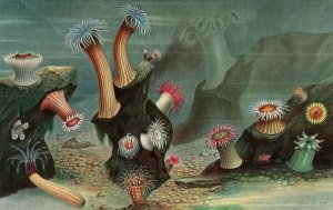 Anemones de mer by Alfred Fredol Oil Painting