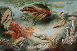 Annelides by Alfred Fredol Oil Painting