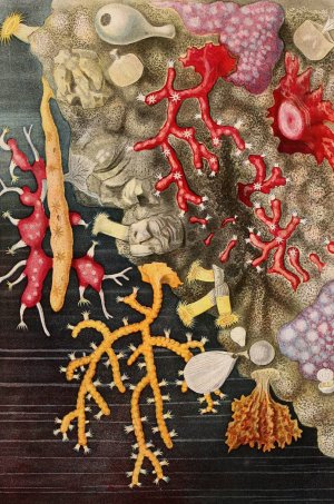 Corail by Alfred Fredol Oil Painting
