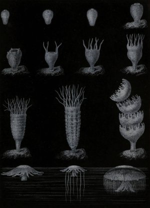Developpement de la Meduse by Alfred Fredol Oil Painting