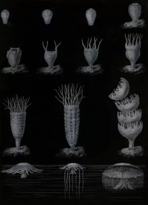 Developpement de la Meduse by Alfred Fredol Oil Painting