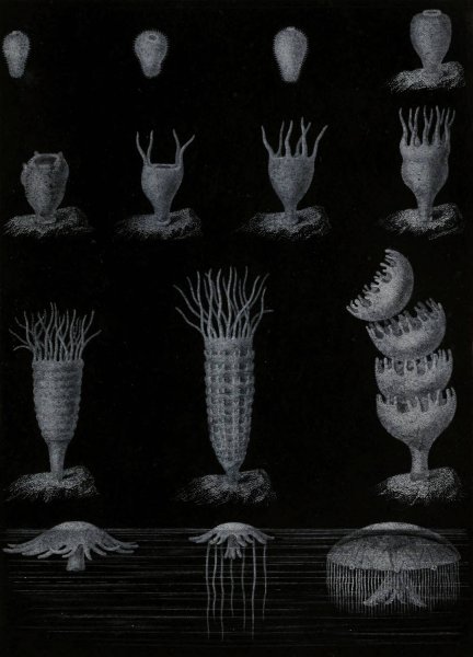 Developpement de la Meduse  by Alfred Fredol - Hand-Painted Oil Painting Reproduction