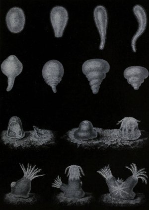 Developpement du Corail by Alfred Fredol Oil Painting
