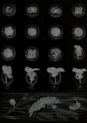 Developpement d'un Mollusque by Alfred Fredol Oil Painting
