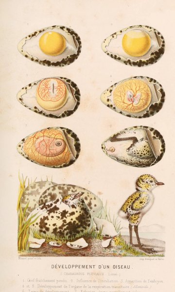 Developpement d'un oiseau  by Alfred Fredol - Hand-Painted Oil Painting Reproduction
