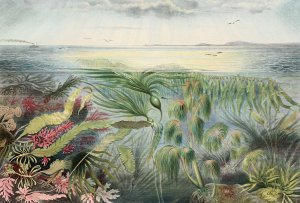 Flore de la mer by Alfred Fredol Oil Painting