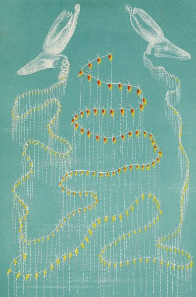 Galeolaire orangee  by Alfred Fredol - Hand-Painted Oil Painting Reproduction