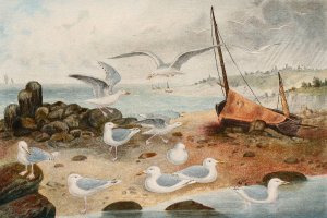 Goelands argente by Alfred Fredol Oil Painting