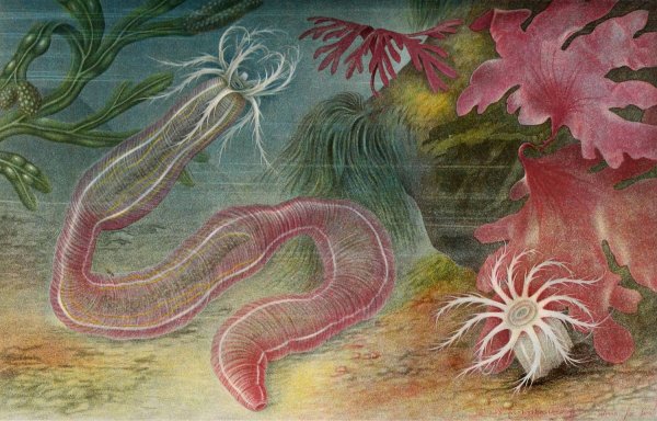 Holothurie des iles de Chausey  by Alfred Fredol - Hand-Painted Oil Painting Reproduction