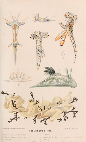 Mollusques nus II by Alfred Fredol Oil Painting