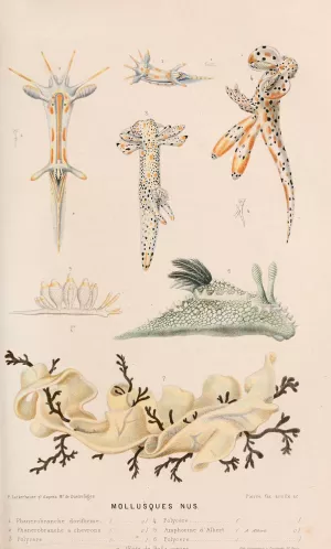 Mollusques nus II by Alfred Fredol Oil Painting