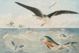 Poisson volants, Dorades, Albatros by Alfred Fredol Oil Painting