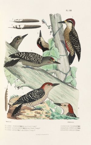 Monographie des picidees pl32 Oil painting by Alfred Malherbe