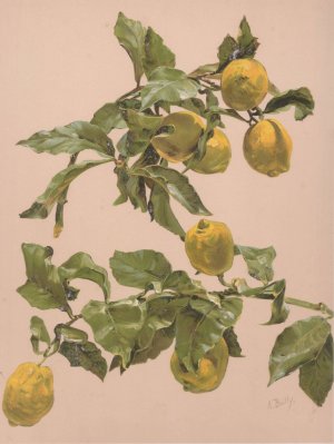 Aquarelle d'un citronnier by Alice Bailly Oil Painting