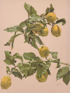 Aquarelle d'un citronnier by Alice Bailly Oil Painting