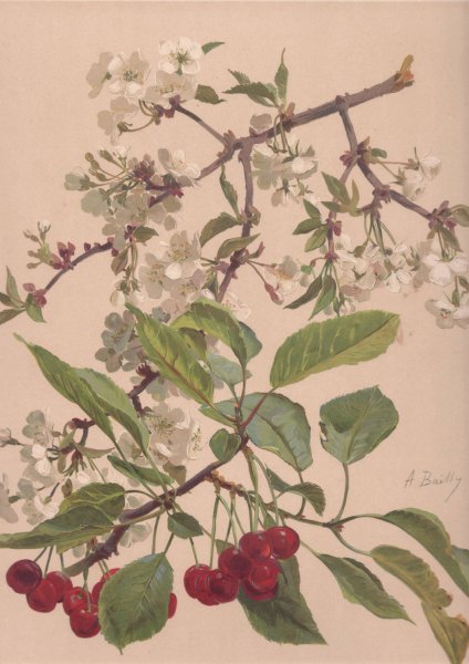 Main Product Photo of Aquarelle d'une branche de cerisier Painting by Alice Bailly