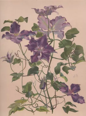 Aquarelle d'une clematite a grandes fleurs by Alice Bailly Oil Painting