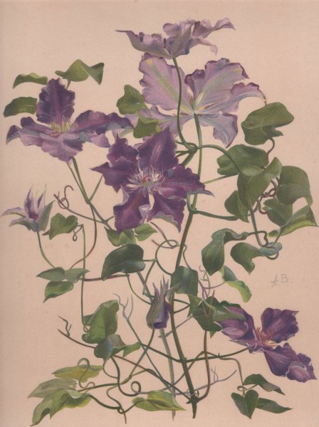 Main Product Photo of Aquarelle d'une clematite a grandes fleurs Painting by Alice Bailly
