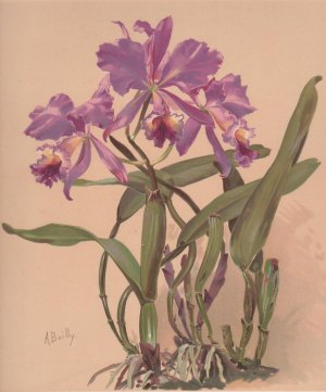 Aquarelle d'une orchidee du genre Cattleya by Alice Bailly Oil Painting