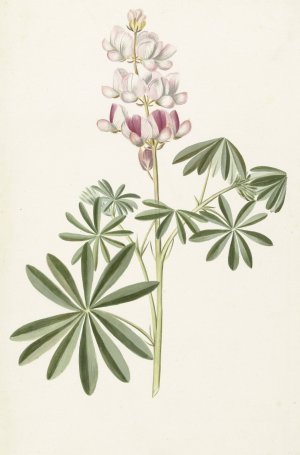Lupine by Alida Withoos Oil Painting