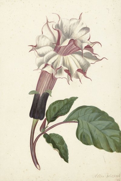 Main Product Photo of Plant Datura Fastuosa Lin Painting by Alida Withoos