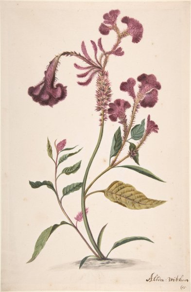 Main Product Photo of Study of a Hanekam  Painting by Alida Withoos