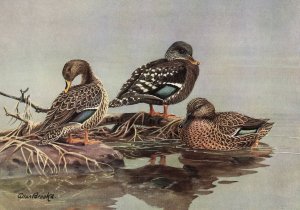 African Yellow-Billed Duck, African Black Duck, Meller's Duck by Allan Brooks Oil Painting