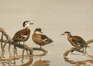 Andaman Teal, Hottentot Teal by Allan Brooks Oil Painting