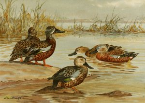 Australian Shoveller, South African Shoveller, Red Shoveller by Allan Brooks Oil Painting