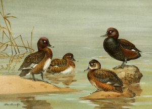 Australian White-Eyed Duck, Southern Pochard by Allan Brooks Oil Painting