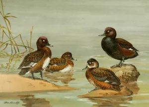 Australian White-Eyed Duck, Southern Pochard Oil painting by Allan Brooks