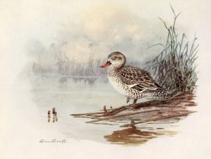 Cape Teal by Allan Brooks Oil Painting